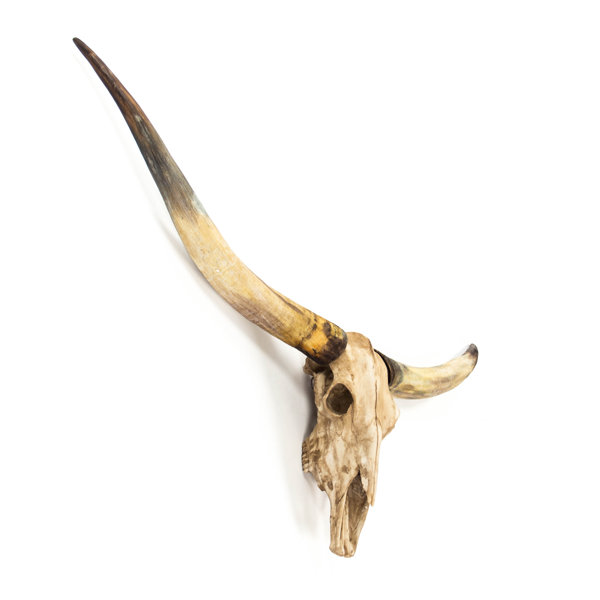 Zentique Bull Skull Wall Décor Wayfair